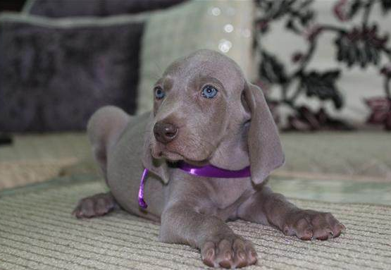 世界五大高智商狗狗排行榜 金毛第四 贵宾第二 第一你意想不到 天天要闻