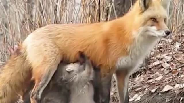 0?fmt=jpg&size=26&h=360&w=640&ppv=1