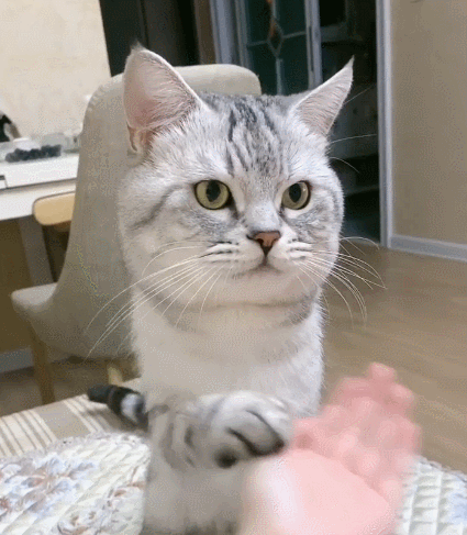 调皮活泼的喵星人,瞧这傻傻的模样,实在是让人笑出声啊!