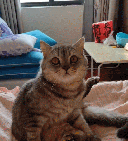 你瞧这只非常可爱的小猫咪,看它的模样好呆萌啊,简直是萌死人啦!