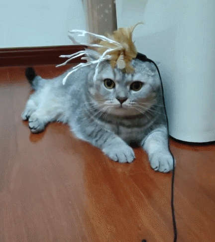 喵星人,二货,萌宠,生活趣事