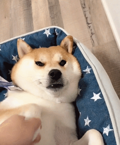 汪星人,萌宠,生活趣事,二货