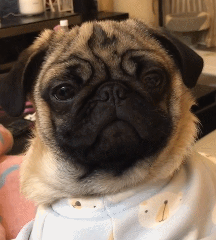 二货,萌宠,生活趣事,汪星人