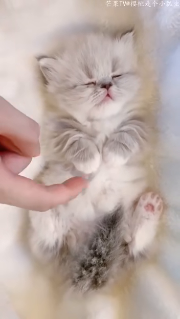 梦境解析，梦见小猫抱着脚想爬上身来