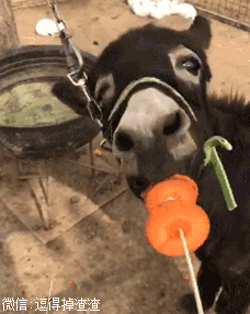 搞笑gif段子:当一天和尚撞一天钟