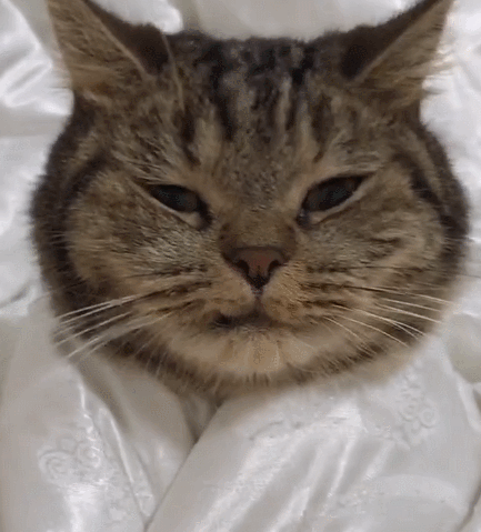 这只可爱的小猫咪,瞧这友好的样子,原来是在卖萌啊!