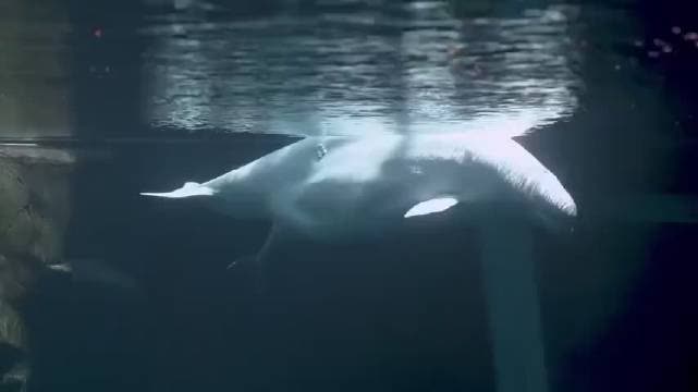 0?fmt=jpg&size=13&h=360&w=641&ppv=1