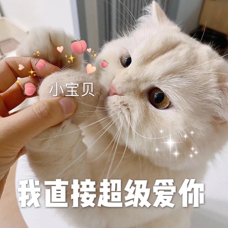 猫咪表情包|在?亲个嘴?