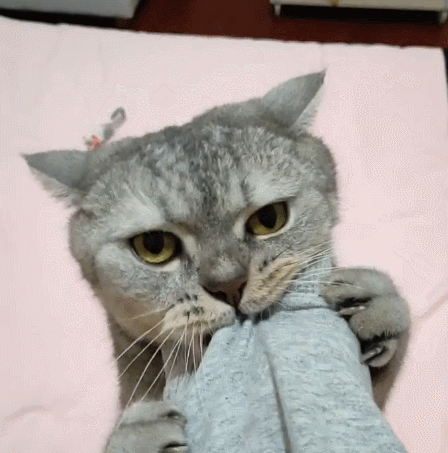 帅气呆萌且炯炯有神的小萌猫,看这小神态,看完之后就收藏了吧!