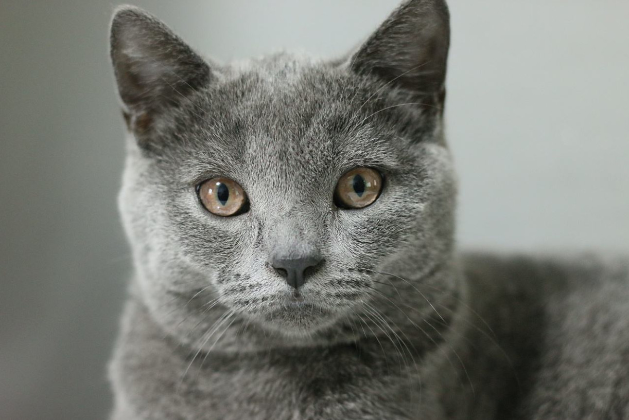 壁纸 动物 猫 猫咪 小猫 桌面 1222_817