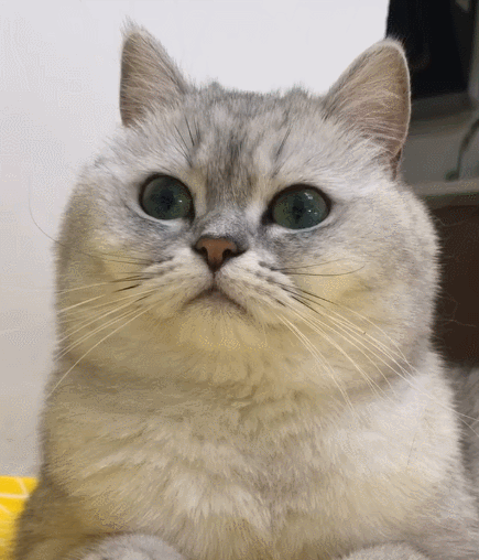 聪明伶俐的小萌猫,看它一脸呆萌的模样,真是一只小可爱!