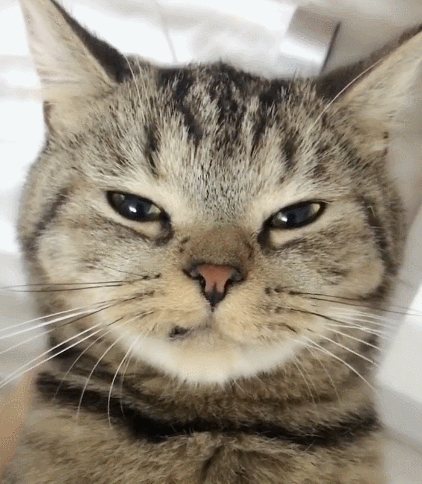 喵星人,萌宠,卖萌,生活趣事