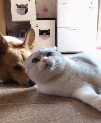 喵星人,萌宠,生活趣事,二货,汪星人