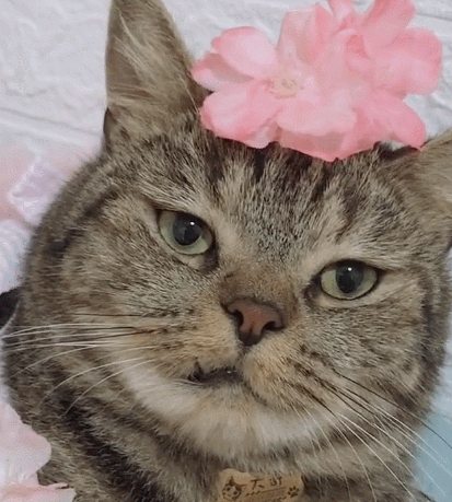 这样的小家伙他叫小猫咪,虎头虎脑胖嘟嘟的,超级呆萌看第一眼就想养它