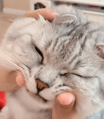 喵星人,萌宠,生活趣事,二货