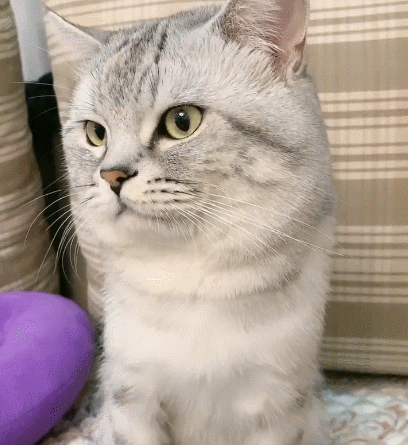 喵星人,萌宠,卖萌,生活趣事