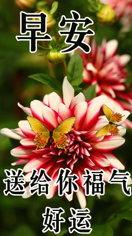 1月31日最漂亮早上好动态表情图片大全,早晨好动图美图大全