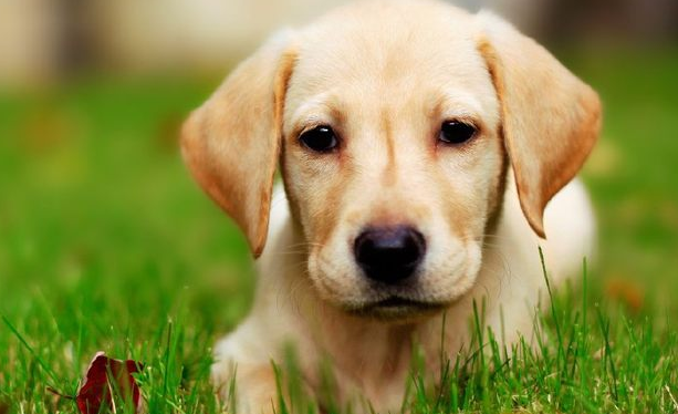 labrador retriever ranking