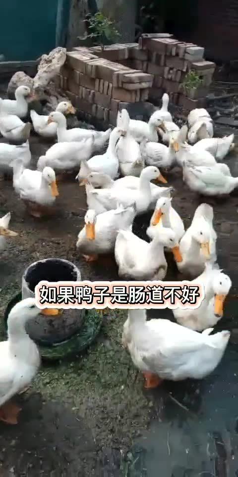 鸭子拉稀恶搞视频，鸭子拉稀的图片