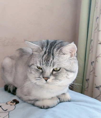 调皮捣蛋的小喵喵,看它憨憨的眼神,美到令人窒息!