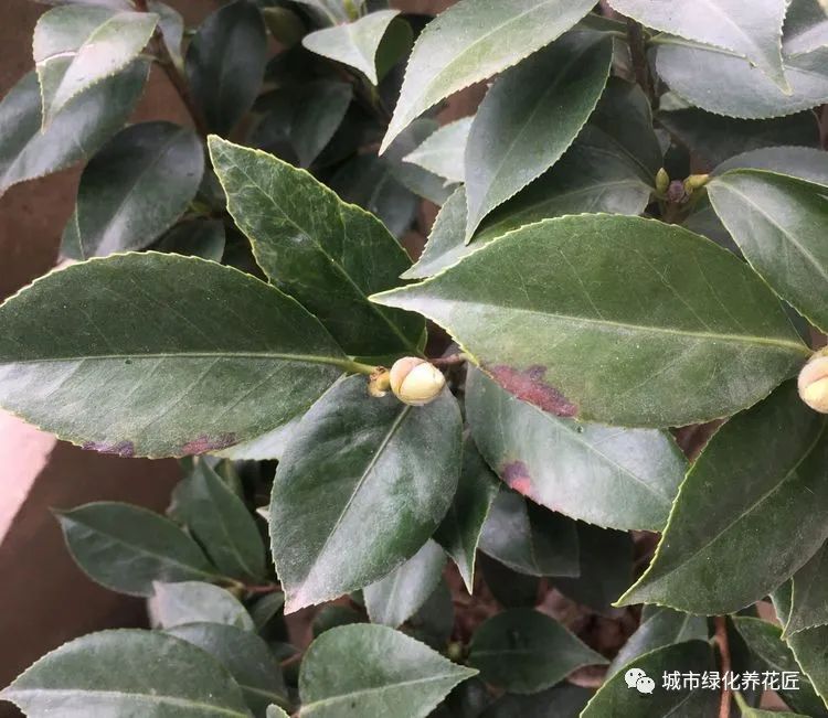 茶花的叶片边缘焦枯,花蕾还有些干黄,为茶花真是伤透了养花激情
