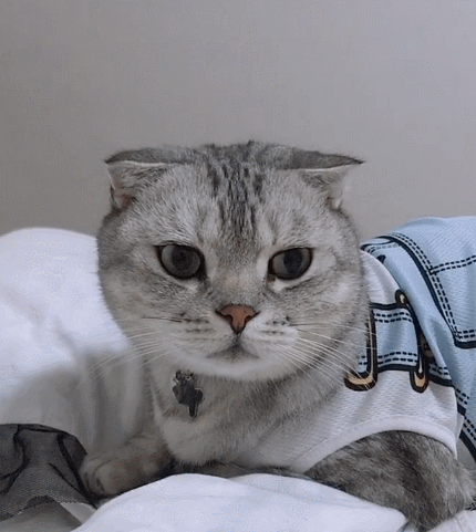 特别有趣且调皮捣蛋的小萌猫,搞怪的小表情,真是非常的可爱!