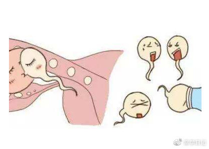 為什麼取出的卵子不能全部配成胚胎 天天要聞