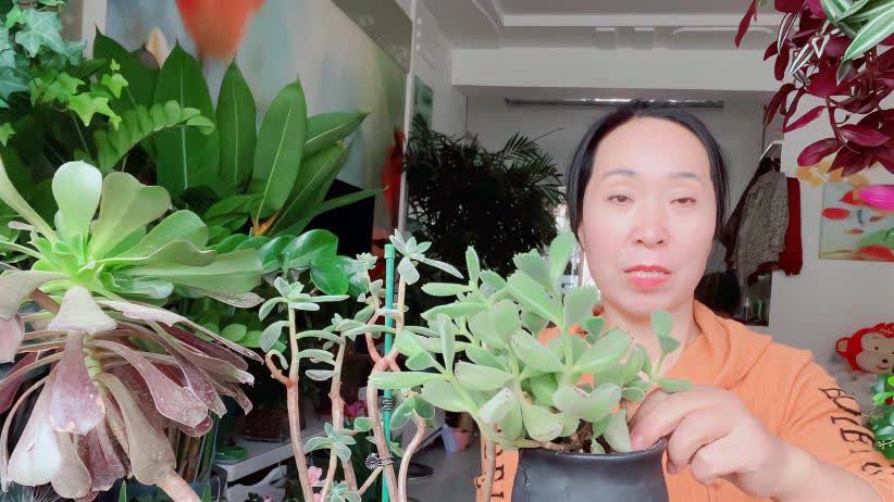 0?fmt=jpg&size=51&h=462&w=822&ppv=1