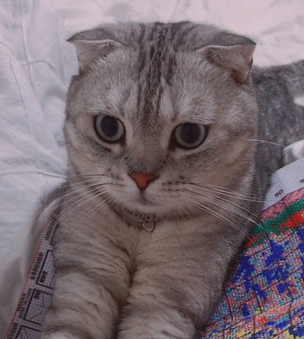 灵活温和的小萌猫,看小猫咪这可爱的样子,刷新了我对它们的认知.