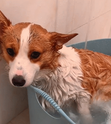 灵巧温驯的狗狗,这憨憨的小表情,美到令人窒息.