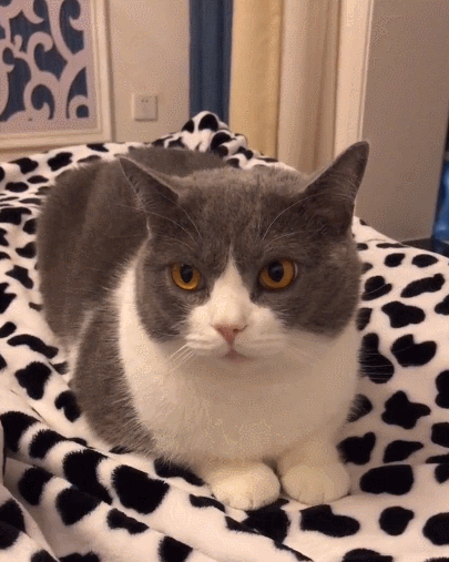 喵星人,萌宠,卖萌,生活趣事