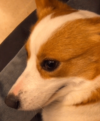 好可爱的小狗狗,呆呆的样子令人心情很好,真想抱回家好好疼爱一番.