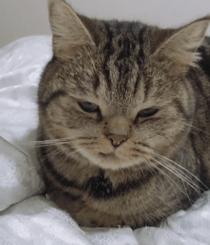 非常可爱的小喵喵软萌的模样小猫咪是不是很喜爱主人啊