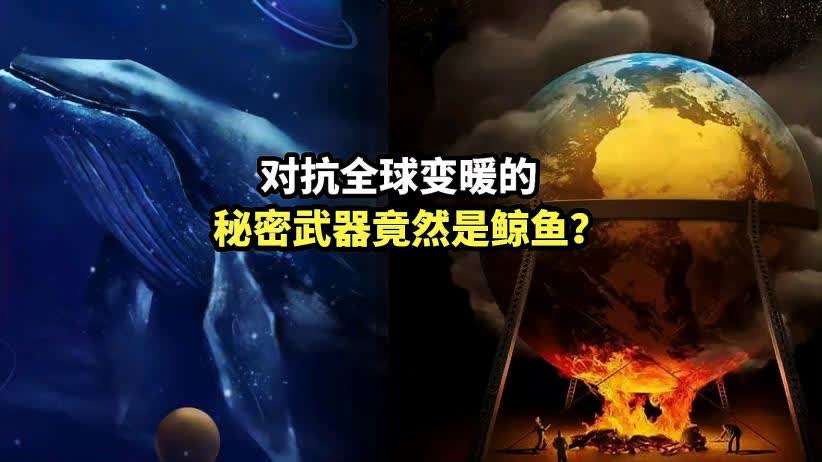 对抗全球变暖的,秘密武器竟然是鲸鱼 