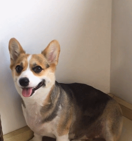 小狗狗真的是太帅气啦,瞧这生机勃勃的样子,看起来对伙食很满意!