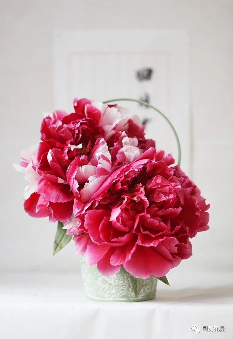 一日一蔬 4月19日 今日谷雨 看牡丹 看点快报