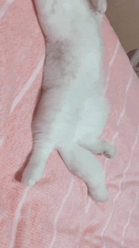 猫护|想和猫咪亲亲很难吗?学会猫咪爱的表达式,让喵主子主动献吻