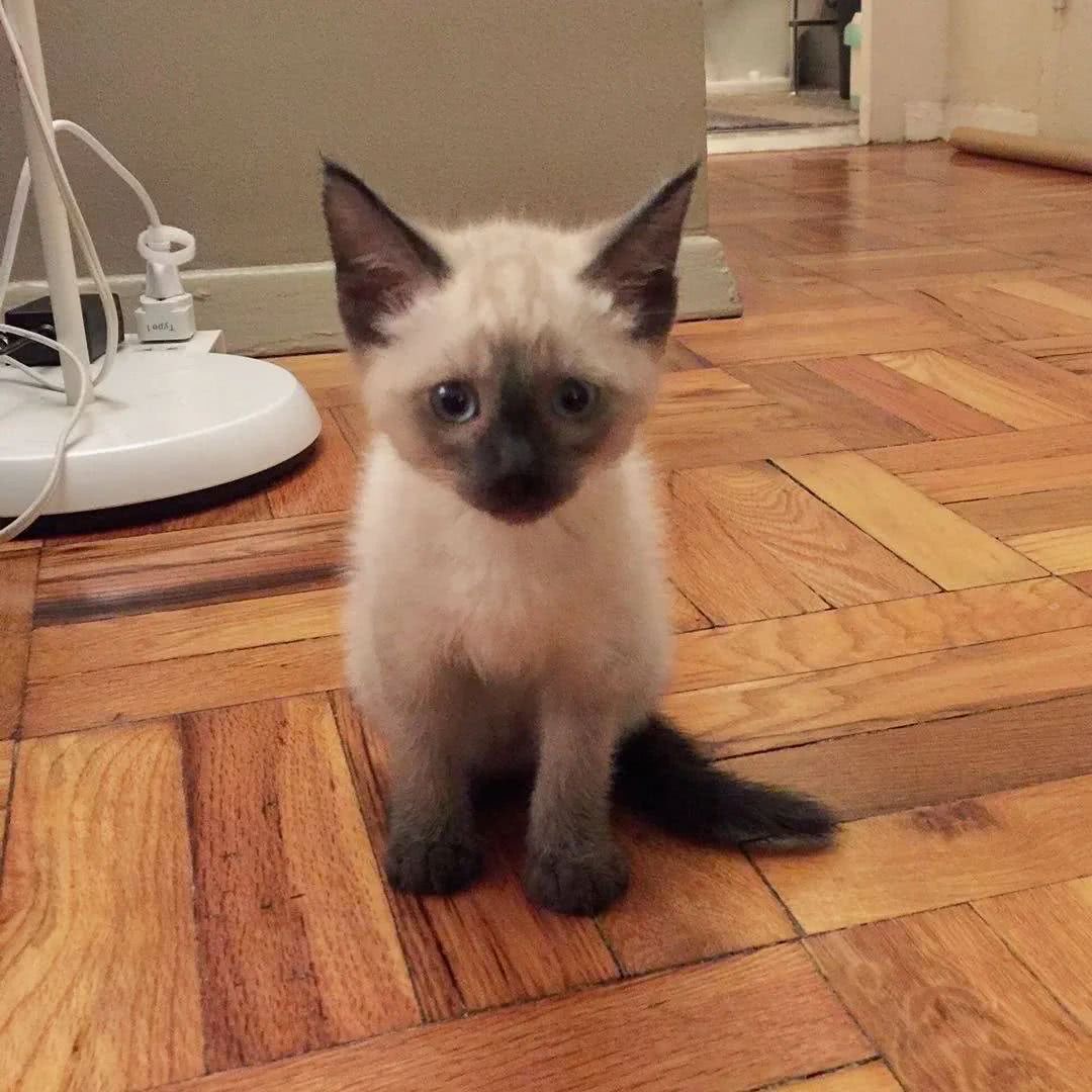 投资风险最大的猫是暹罗,因为它们长着长着就糊了!