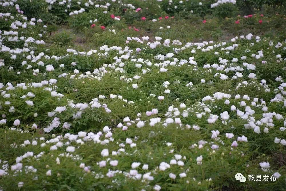 乾陵脚下牡丹媚娘邀你赏花来 看点快报