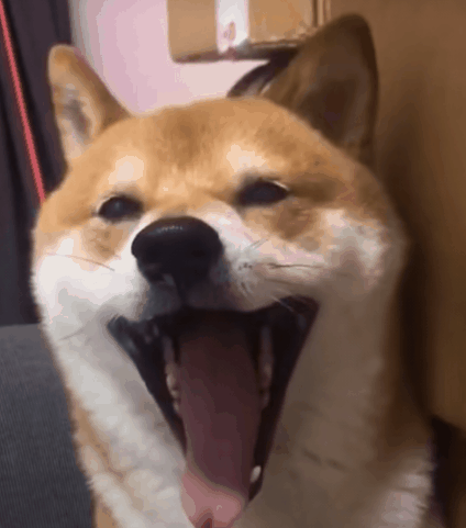 柴犬,二哈,秋田犬,表情包