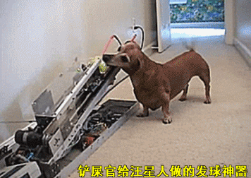 粑粑在给狗宝宝喂