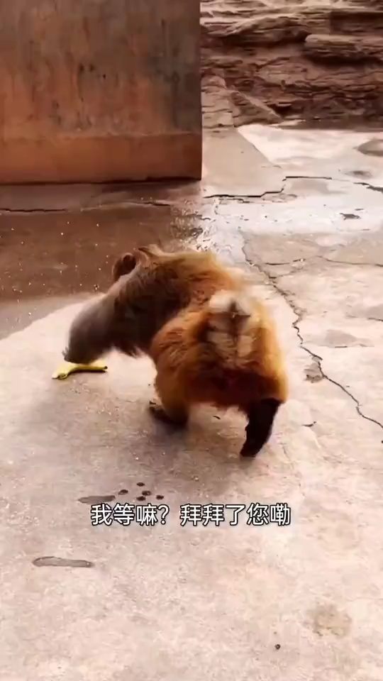 视频恶搞叫声，视频恶搞叫声大全