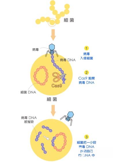 人体基因编辑是在编什么 5分钟搞懂基因神剪crispr 看点快报