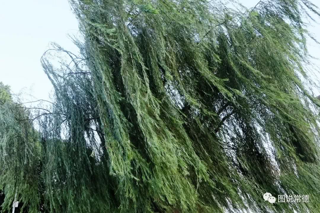 常德,柳树