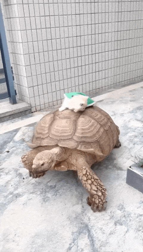 猫: