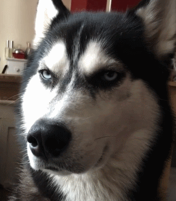 二哈对妹子一脸鄙视,却治好了她的抑郁症,还帮她挣了十几万学费