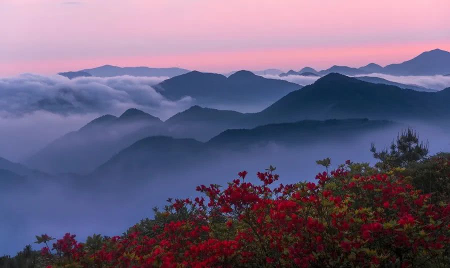 杜鹃花,仙岩,寿宁