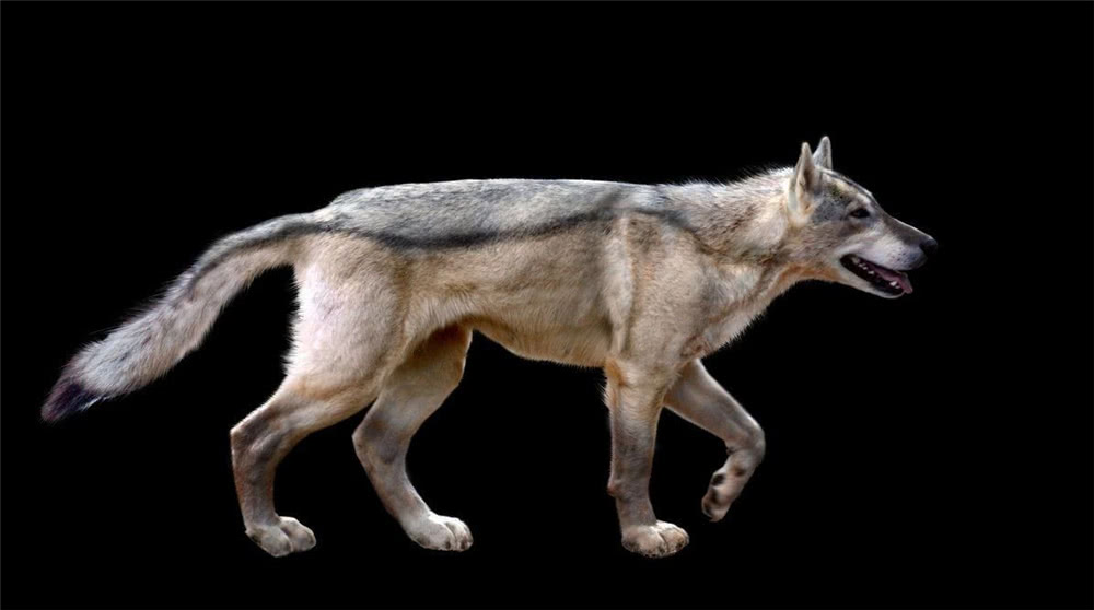 美洲曾有一种恐狼 敢从美洲狮嘴中夺食 食物短缺连同类也不放过 看点快报