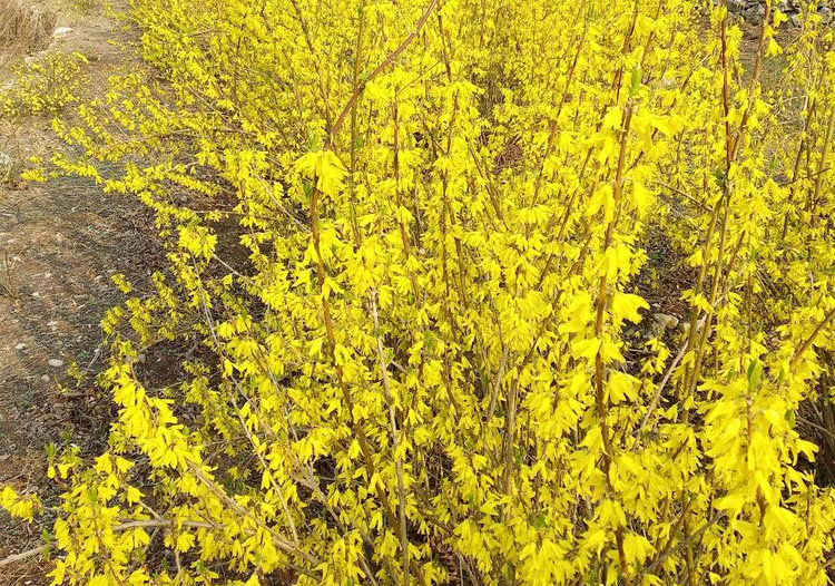 早春一植物 满树金花 殊不知是珍贵药材 看点快报