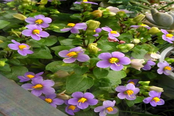 清芬素雅 小型盆栽花卉 正确养护紫芳草的方法你知道吗 看点快报